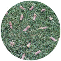 Sleepy Eye turfgrass aeration and seeding