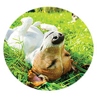 Sleepy Eye flea and tick control