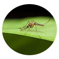 Sleepy Eye mosquito control