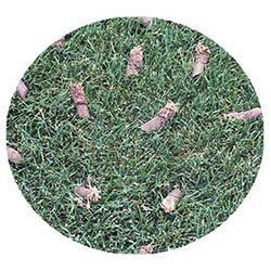 Sleepy Eye spring touch aeration and seeding