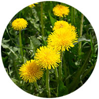 Sleepy Eye grass weed control